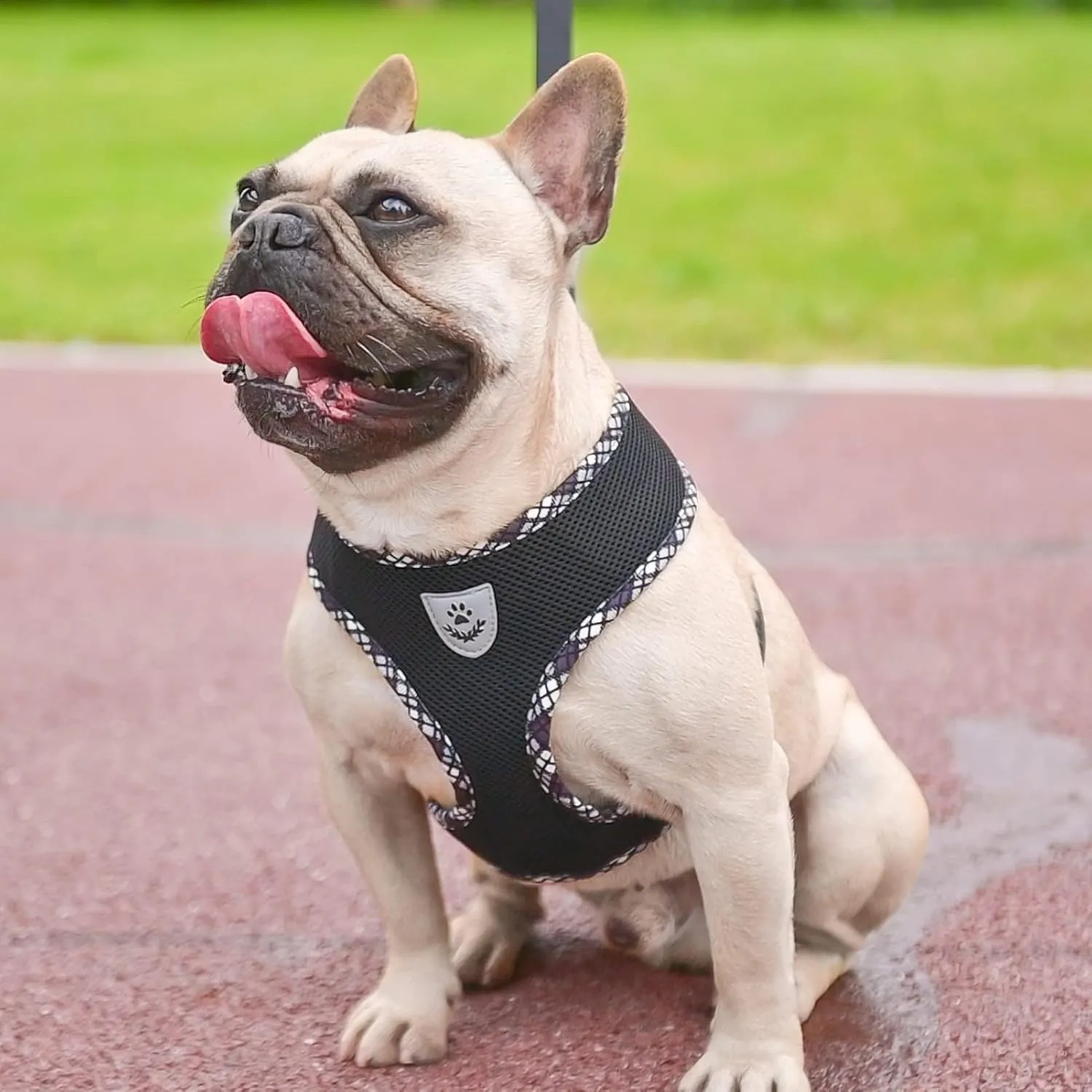 BINGPET Adjustable Dog Vest Harness and Leash Set,No Pull & No Choke Reflective Dog Harness with Padded,Lightweight All Weather Step-in Mesh Breathable Vest Harness for Small and Medium Dogs(Black,L)