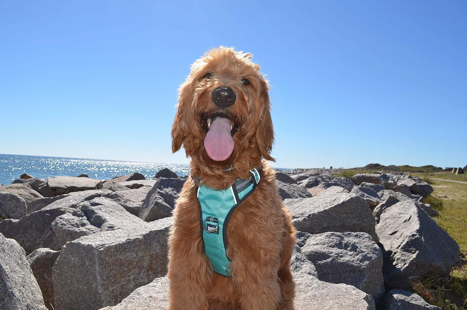 Black Rhino - The Comfort Dog Harness with Mesh Padded Vest for Small - Large Breeds | Adjustable | Reflective | 2 Leash Attachments on Chest & Back - Neoprene Padded Training Handle (Medium, Aqua/Gr)