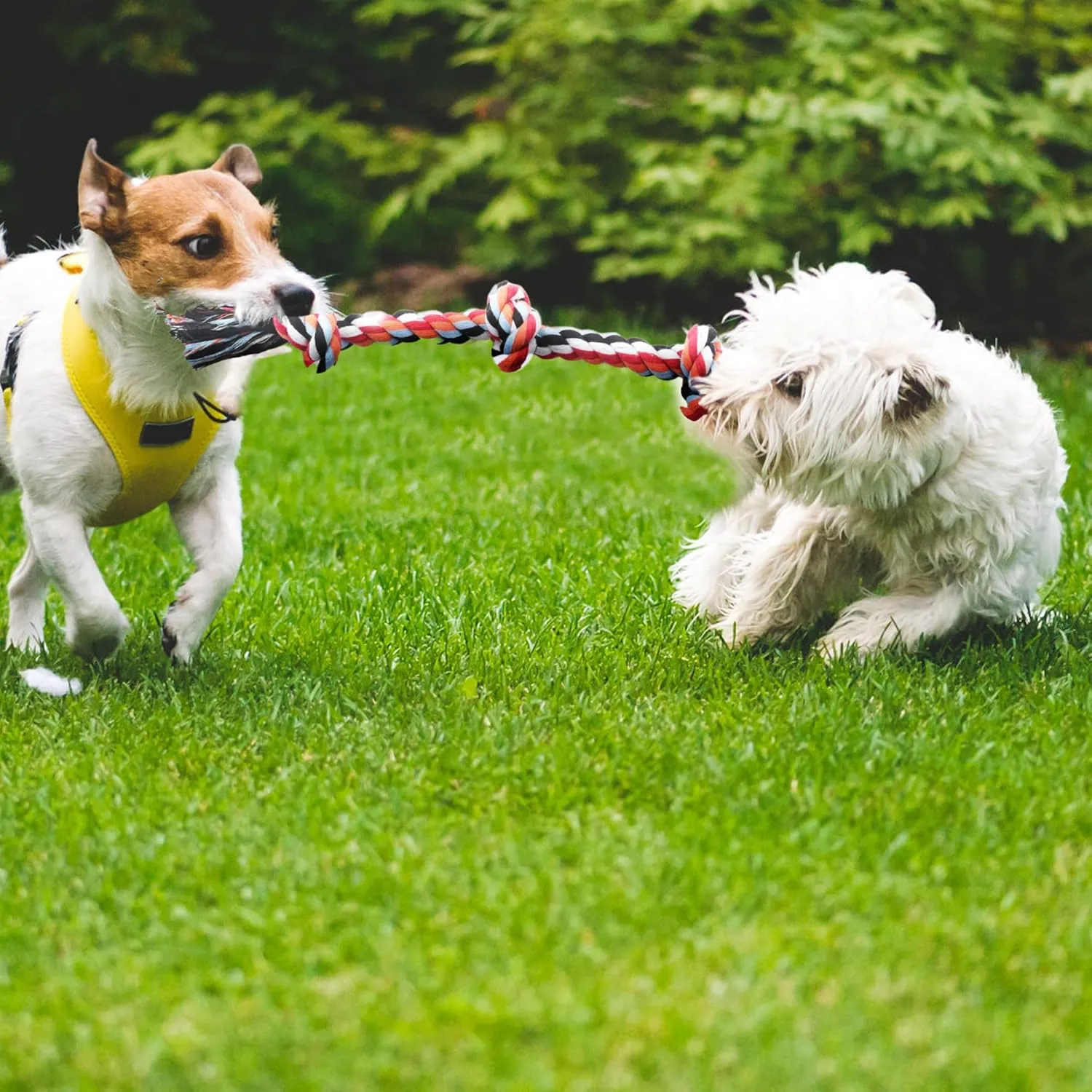 Dog Rope Toy 4 Pack - Puppy Teething Toys for Small Medium Breed - Indestructible Dog Chew Toys for Aggressive Chewers - Cotton Tug of War Dog Toy for Boredom, Teeth Clean