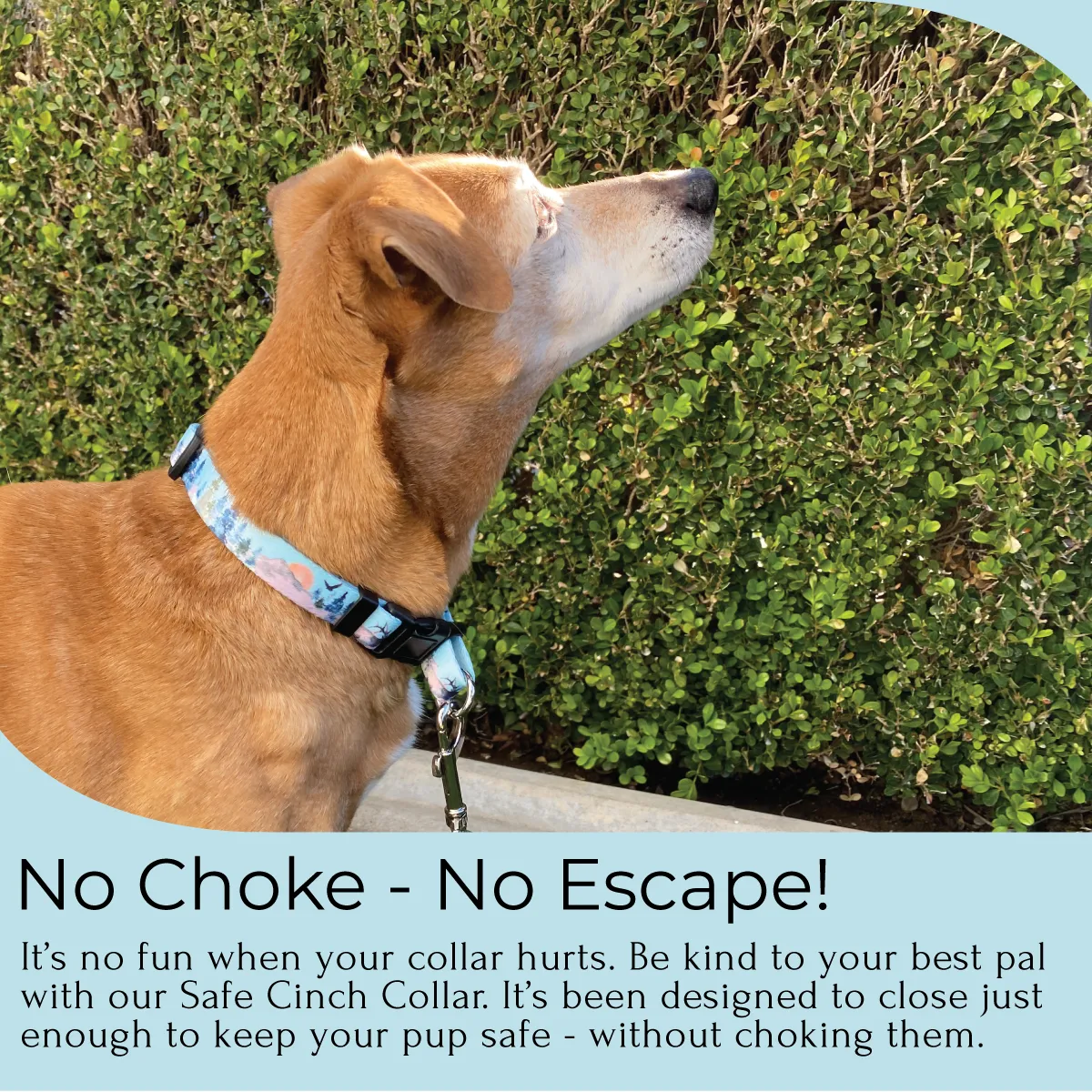 Safe Cinch Collar - Great Outdoors