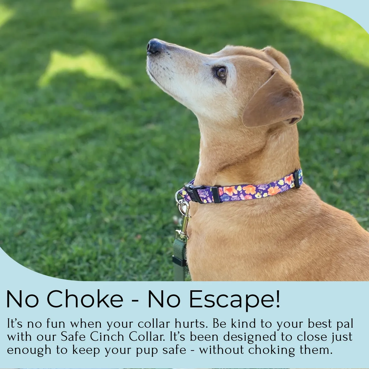 Safe Cinch Collar - Poppies