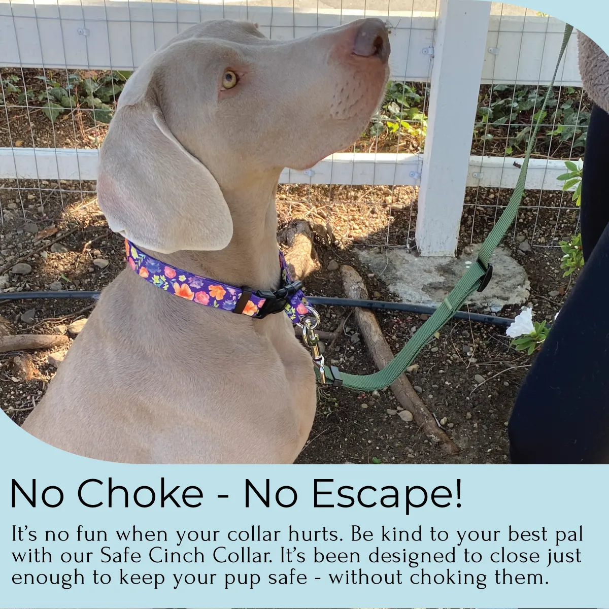 Safe Cinch No Escape Dog Collar