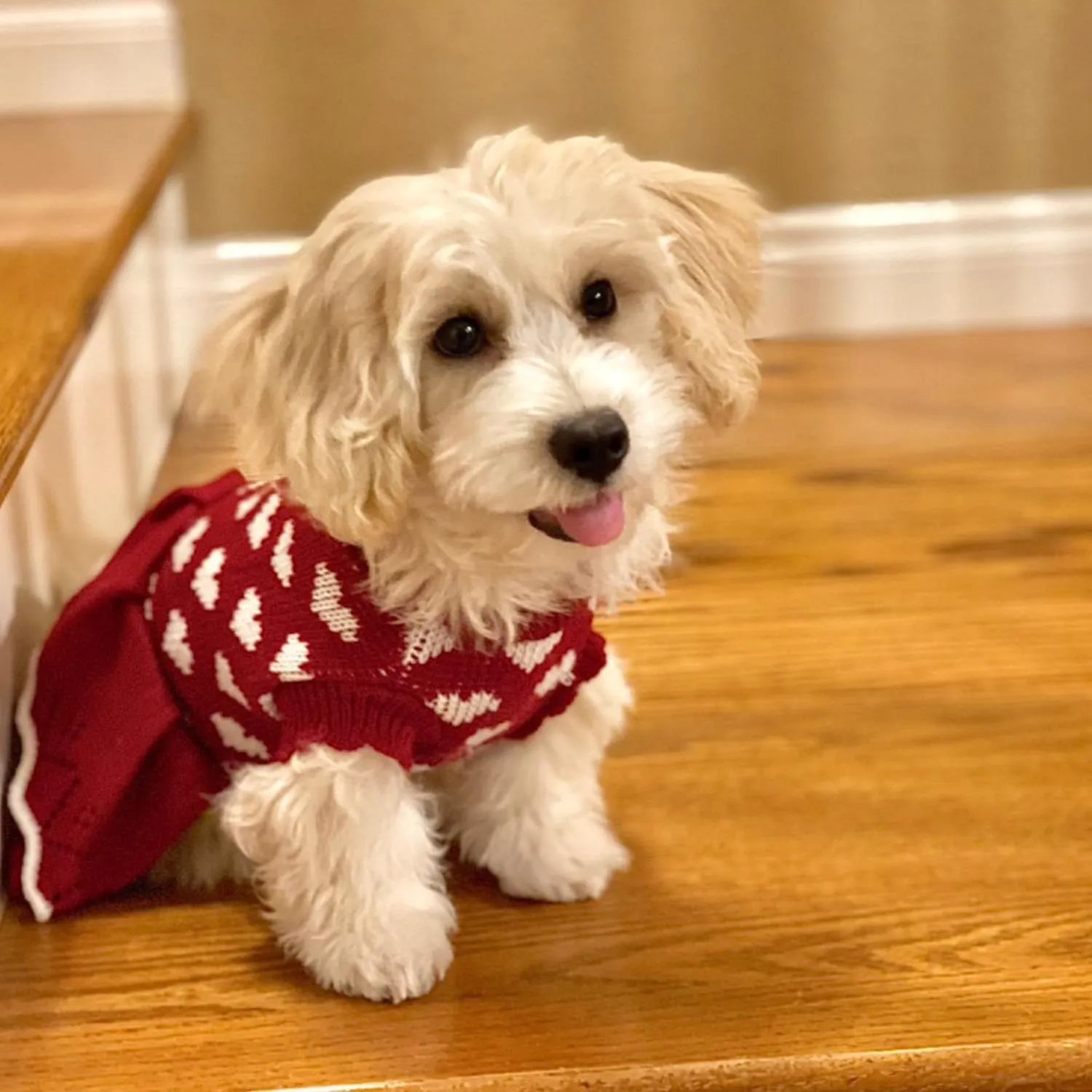 Small Dog Sweaters Girl Red Winter Warm Dog Christmas Dress Costume Clothes Dachshund Chihuahua Corgi (Red, M)